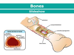 Read more about the article How to Maintain Children’s Bone Health: Key Tips and Advice